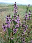 Phlomis tuberosa Mugul-tuliürt